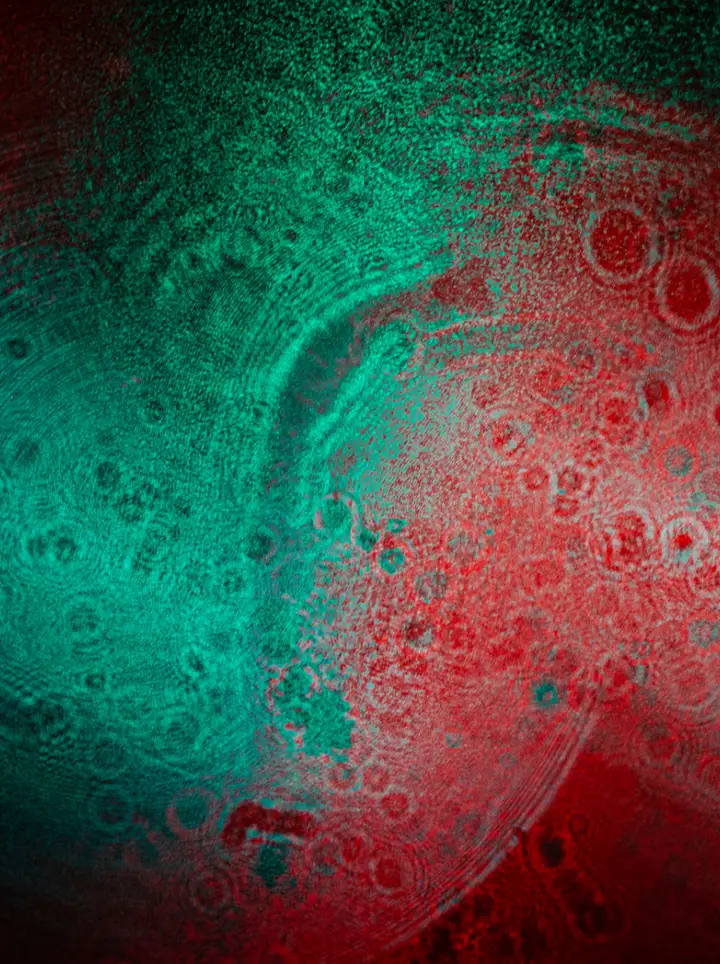 The Cellular Fidelity — documentation image 1 of 19