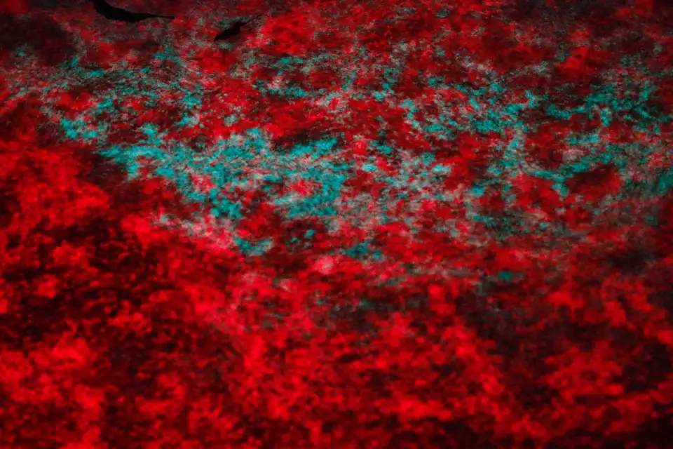 The Cellular Fidelity — documentation image 4 of 19
